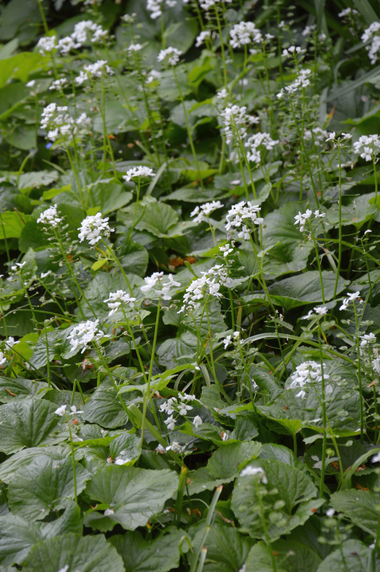 DSC_9542 Pachyphragma bodembedekker IG.jpg